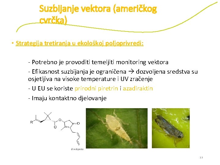 Suzbijanje vektora (američkog cvrčka) • Strategija tretiranja u ekološkoj poljoprivredi: - Potrebno je provoditi