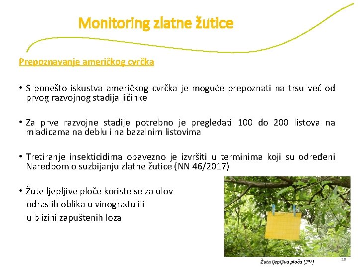 Monitoring zlatne žutice Prepoznavanje američkog cvrčka • S ponešto iskustva američkog cvrčka je moguće