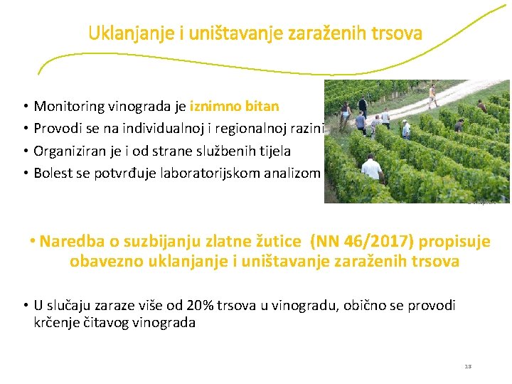 Uklanjanje i uništavanje zaraženih trsova • Monitoring vinograda je iznimno bitan • Provodi se