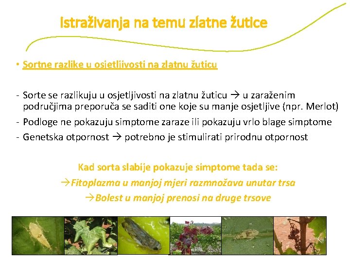 Istraživanja na temu zlatne žutice • Sortne razlike u osjetljivosti na zlatnu žuticu -