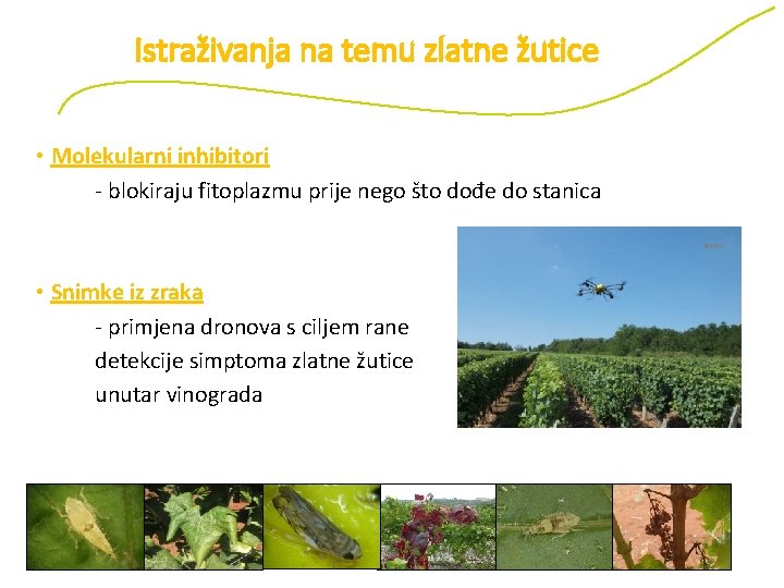 Istraživanja na temu zlatne žutice • Molekularni inhibitori - blokiraju fitoplazmu prije nego što