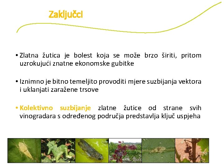 Zaključci • Zlatna žutica je bolest koja se može brzo širiti, pritom uzrokujući znatne