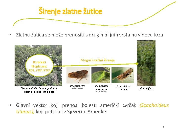 Širenje zlatne žutice • Zlatna žutica se može prenositi s drugih biljnih vrsta na