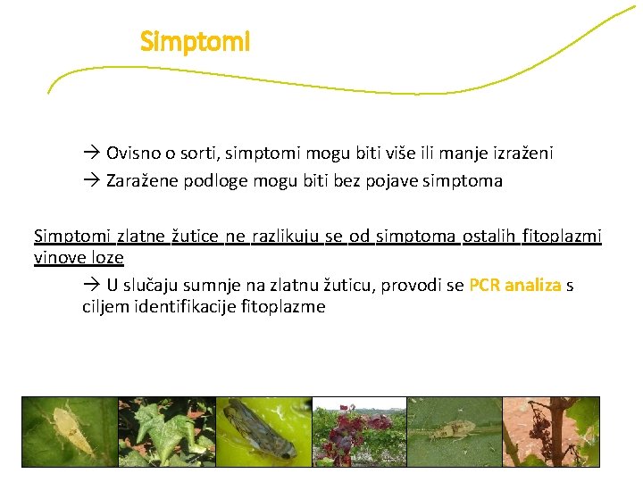 Simptomi Ovisno o sorti, simptomi mogu biti više ili manje izraženi Zaražene podloge mogu