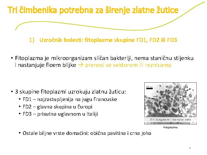 Tri čimbenika potrebna za širenje zlatne žutice 1) Uzročnik bolesti: fitoplazme skupine FD 1,