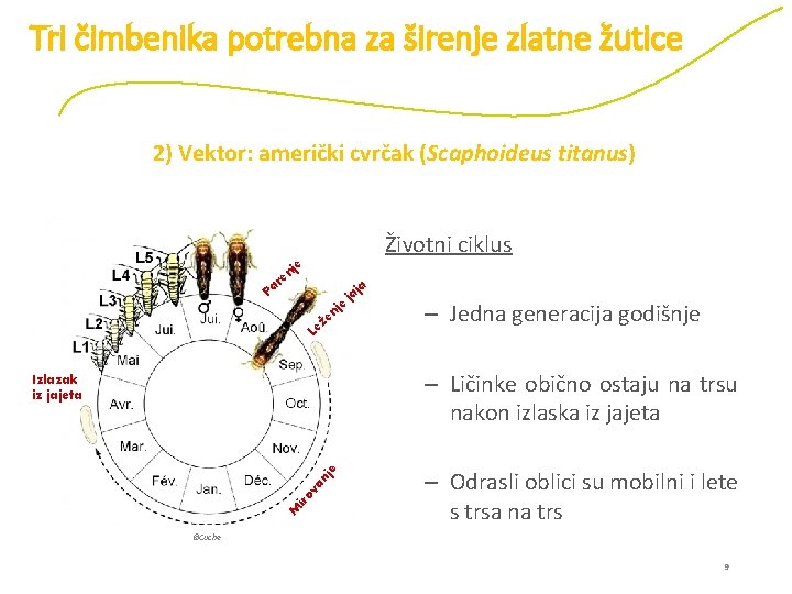 Tri čimbenika potrebna za širenje zlatne žutice 2) Vektor: američki cvrčak (Scaphoideus titanus) Životni