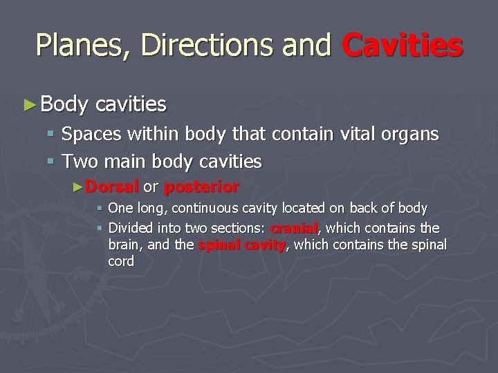 Planes, Directions and Cavities ► Body cavities § Spaces within body that contain vital