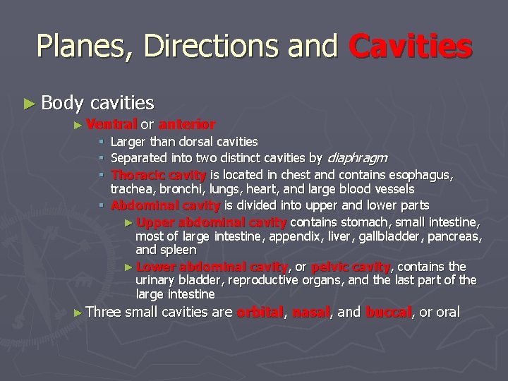 Planes, Directions and Cavities ► Body cavities ► Ventral or anterior § Larger than