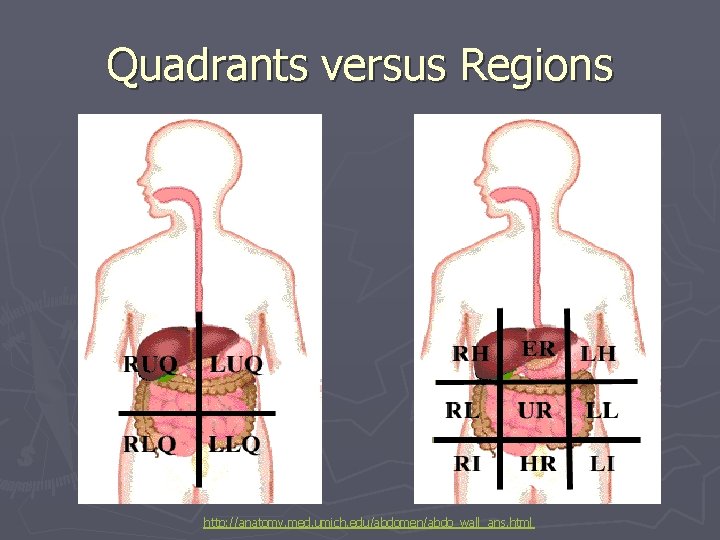 Quadrants versus Regions http: //anatomy. med. umich. edu/abdomen/abdo_wall_ans. html 