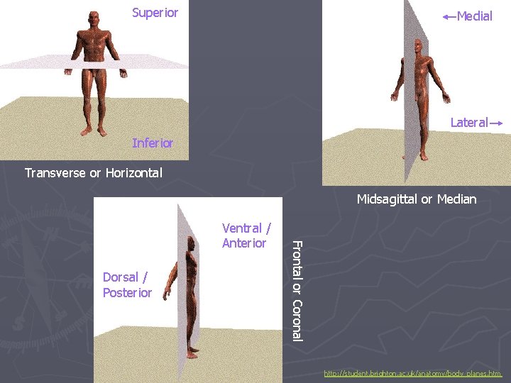 Superior Medial Lateral Inferior Transverse or Horizontal Midsagittal or Median Dorsal / Posterior Frontal