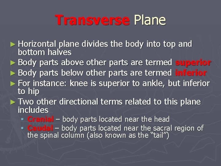 Transverse Plane ► Horizontal plane divides the body into top and bottom halves ►