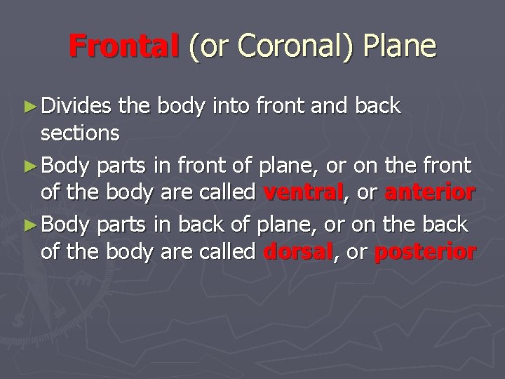 Frontal (or Coronal) Plane ► Divides the body into front and back sections ►