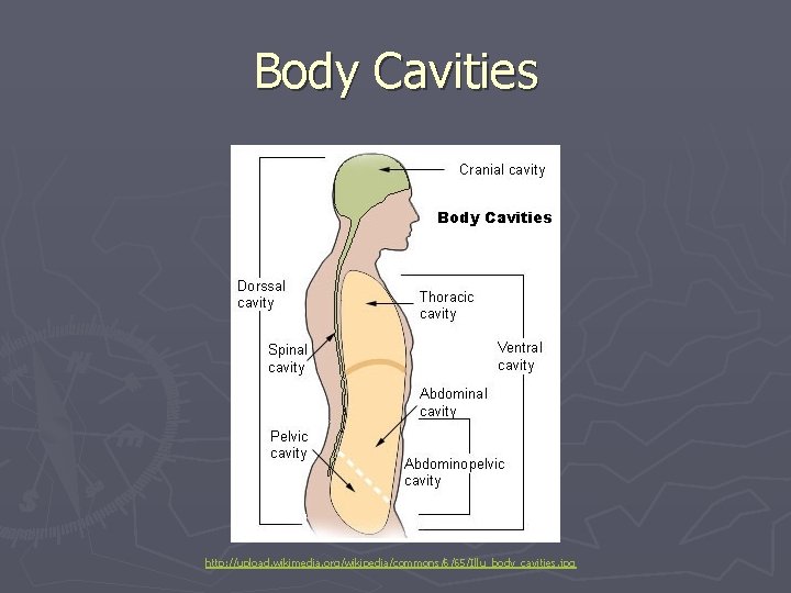 Body Cavities http: //upload. wikimedia. org/wikipedia/commons/6/65/Illu_body_cavities. jpg 