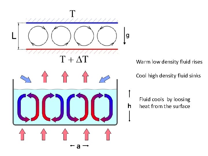 Warm low density fluid rises Cool high density fluid sinks h a Fluid cools