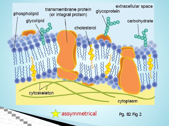 assymmetrical Pg. 82 Fig 2 
