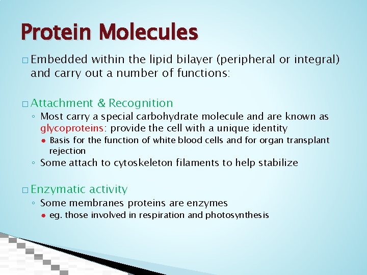 Protein Molecules � Embedded within the lipid bilayer (peripheral or integral) and carry out