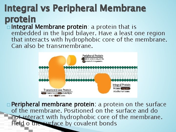 Integral vs Peripheral Membrane protein � Integral Membrane protein: a protein that is embedded