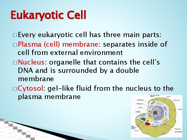Eukaryotic Cell � Every eukaryotic cell has three main parts: � Plasma (cell) membrane: