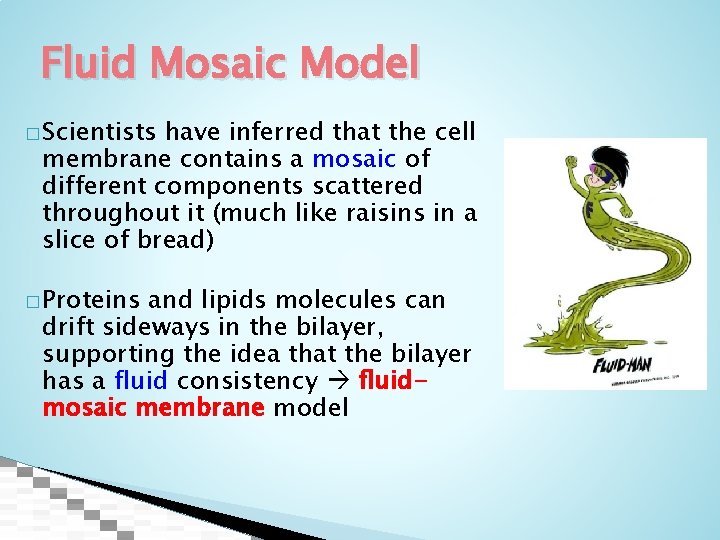 Fluid Mosaic Model � Scientists have inferred that the cell membrane contains a mosaic