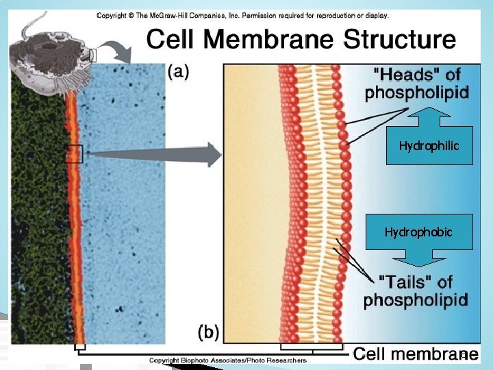 Hydrophilic Hydrophobic 8 