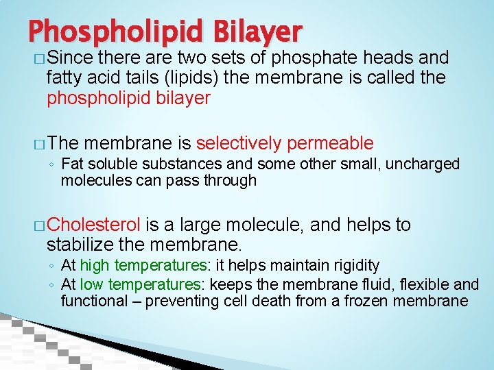 Phospholipid Bilayer � Since there are two sets of phosphate heads and fatty acid