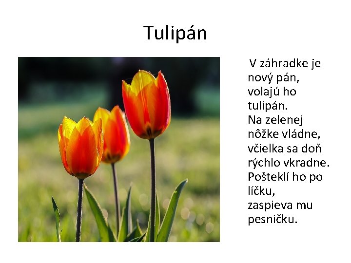 Tulipán V záhradke je nový pán, volajú ho tulipán. Na zelenej nôžke vládne, včielka