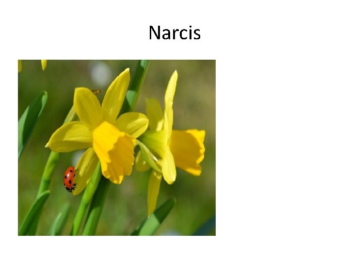 Narcis • • • Žltý kvietok stojí v poli vyníma sa na okolí hrdo