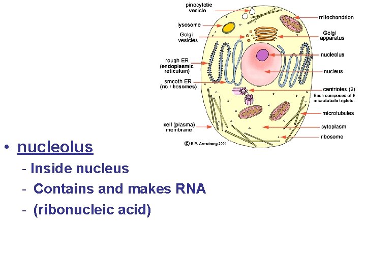  • nucleolus - Inside nucleus - Contains and makes RNA - (ribonucleic acid)