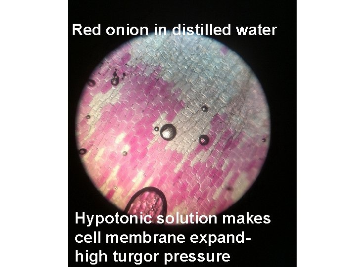 Red onion in distilled water Hypotonic solution makes cell membrane expandhigh turgor pressure 