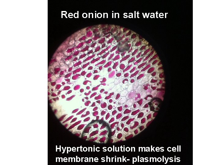 Red onion in salt water Hypertonic solution makes cell membrane shrink- plasmolysis 