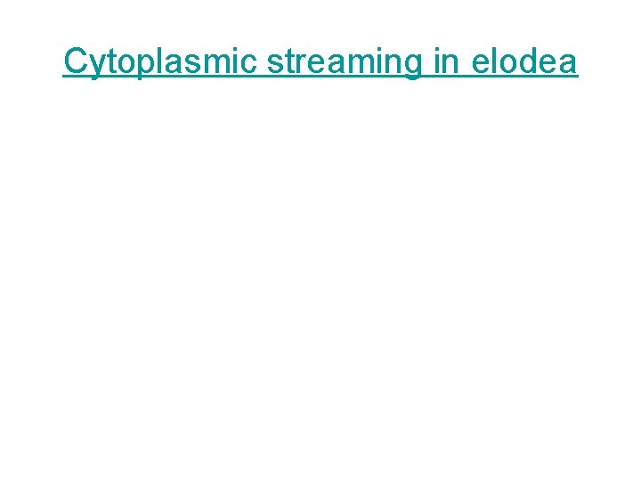 Cytoplasmic streaming in elodea 