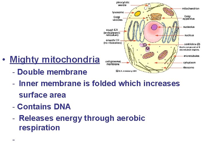  • Mighty mitochondria - Double membrane - Inner membrane is folded which increases
