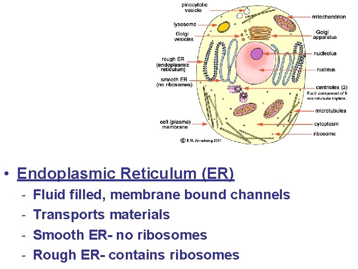  • Endoplasmic Reticulum (ER) - Fluid filled, membrane bound channels Transports materials Smooth