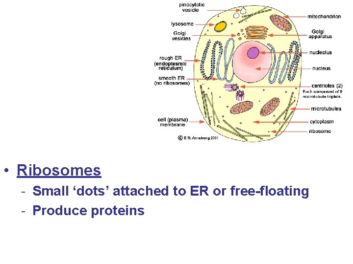  • Ribosomes - Small ‘dots’ attached to ER or free-floating - Produce proteins