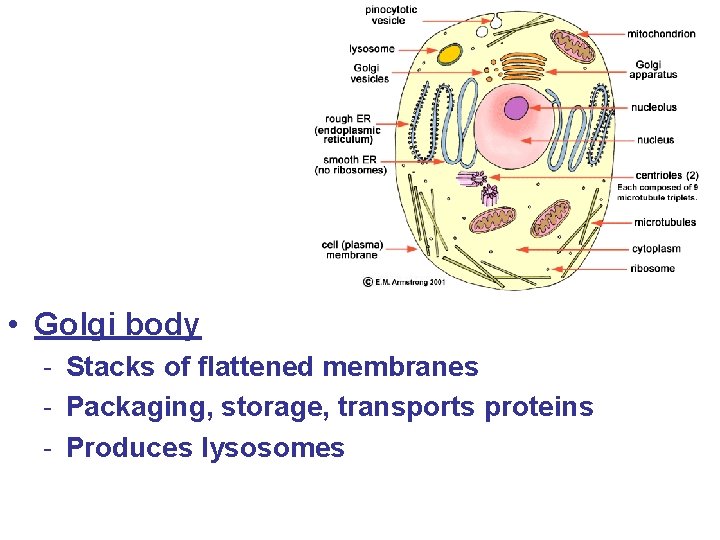  • Golgi body - Stacks of flattened membranes - Packaging, storage, transports proteins
