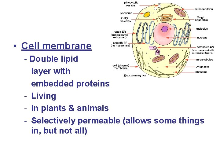  • Cell membrane - Double lipid layer with embedded proteins - Living -