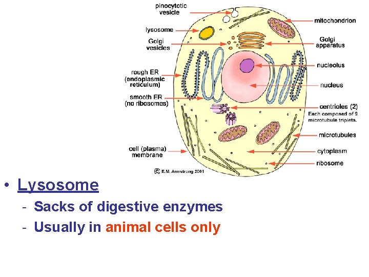  • Lysosome - Sacks of digestive enzymes - Usually in animal cells only