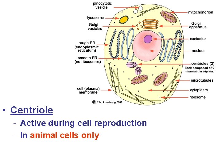  • Centriole - Active during cell reproduction - In animal cells only 