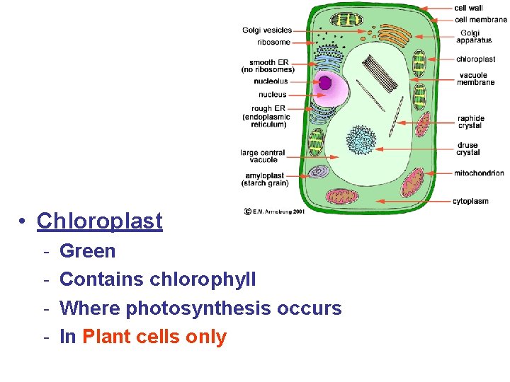  • Chloroplast - Green Contains chlorophyll Where photosynthesis occurs In Plant cells only
