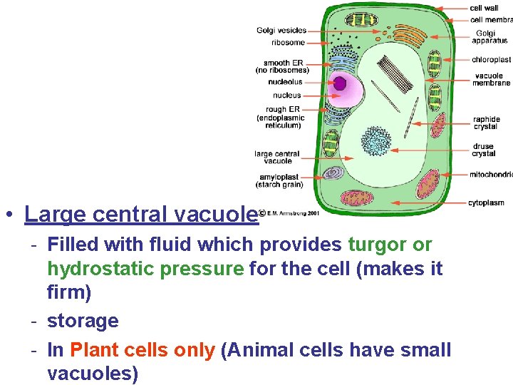  • Large central vacuole - Filled with fluid which provides turgor or hydrostatic