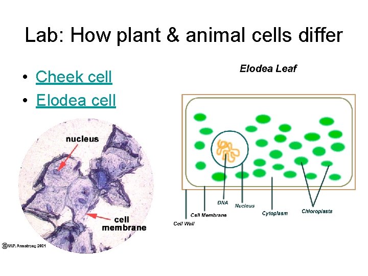 Lab: How plant & animal cells differ • Cheek cell • Elodea cell 