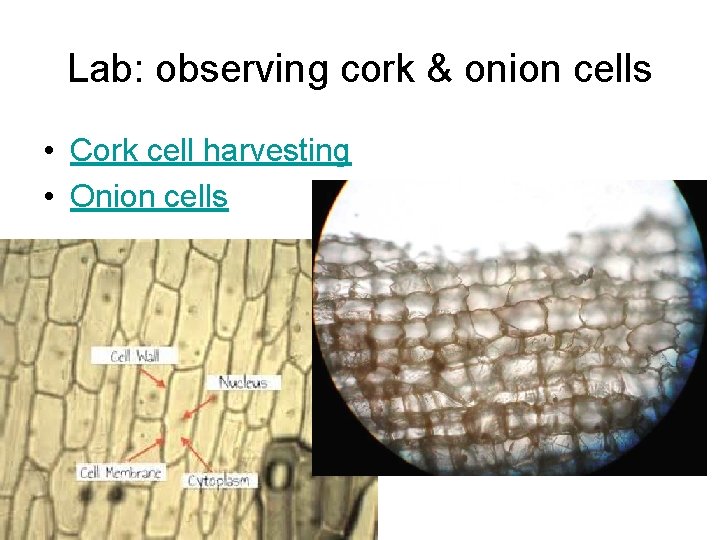 Lab: observing cork & onion cells • Cork cell harvesting • Onion cells 