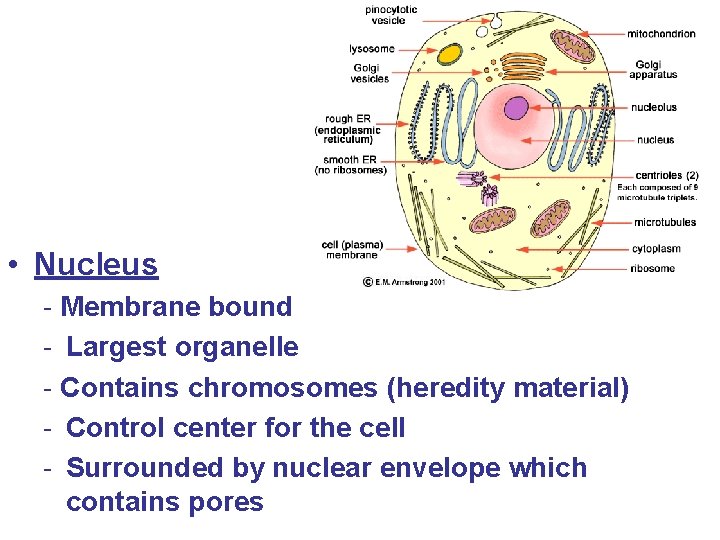  • Nucleus - Membrane bound - Largest organelle - Contains chromosomes (heredity material)