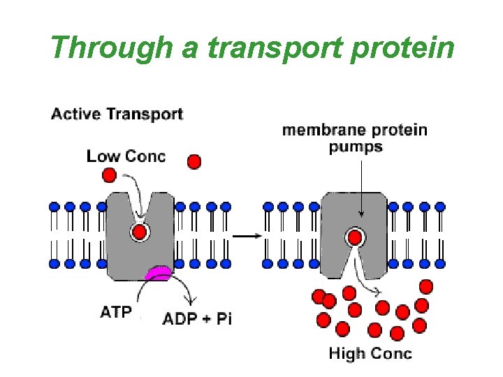 Through a transport protein 