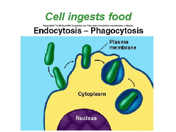 Cell ingests food 