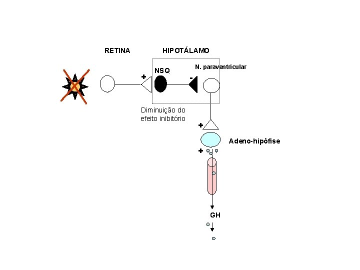 RETINA HIPOTÁLAMO + NSQ Diminuição do efeito inibitório N. paraventricular - + Adeno-hipófise +