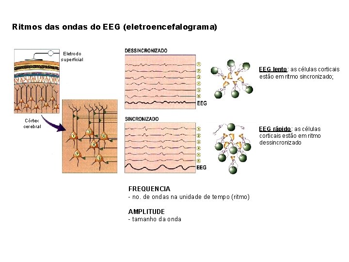 Ritmos das ondas do EEG (eletroencefalograma) Eletrodo superficial EEG lento: as células corticais estão