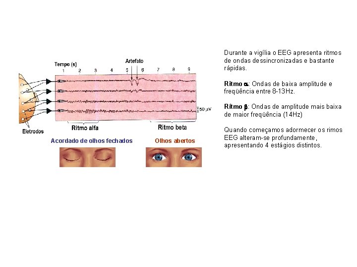 Durante a vigília o EEG apresenta ritmos de ondas dessincronizadas e bastante rápidas. Ritmo