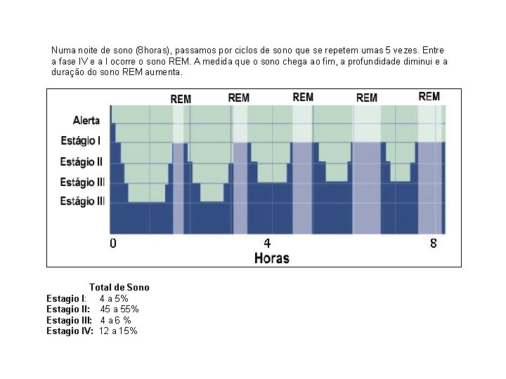 Numa noite de sono (8 horas), passamos por ciclos de sono que se repetem