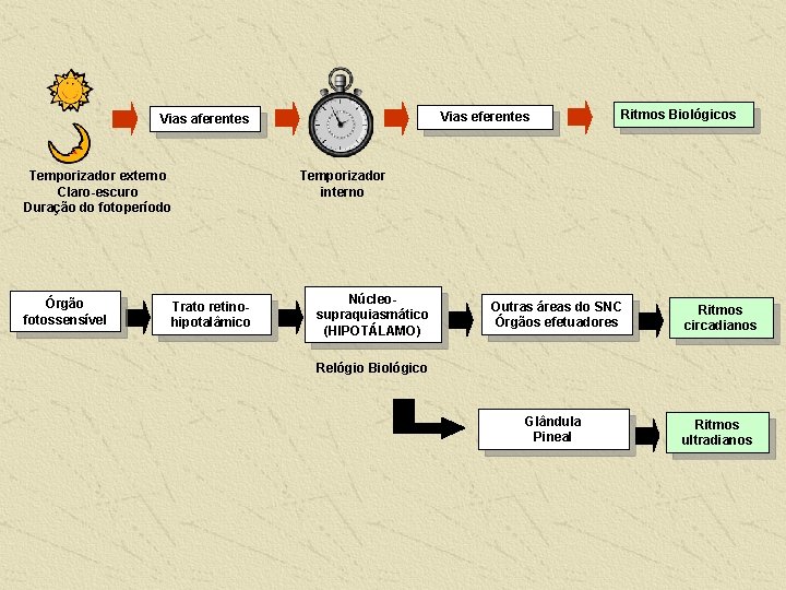 Vias eferentes Vias aferentes Temporizador externo Claro-escuro Duração do fotoperíodo Órgão fotossensível Trato retinohipotalâmico